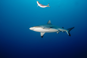 Obraz na płótnie Canvas Grey Reef Shark underwater