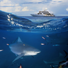 Ocean Wildlife seascape with yacht and shark