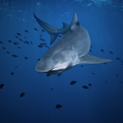 Fototapeta premium colorful underwater ocean coral reef and big shark