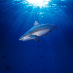 Obraz na płótnie Canvas Pacific ocean bullshark swimming underwater