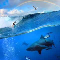 surfer and wild shark underwater with rainbow on the sky