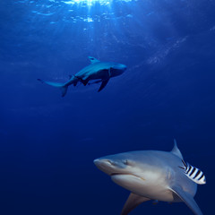 two sharks hunting underwater in deep blue ocean