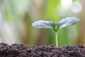 young plant or green seedling on soil in the vegetable garden.