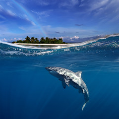 Fototapeta na wymiar Great White Shark in blue ocean. Underwater photography. Predator hunting near water surface.