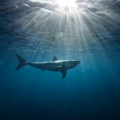 Obraz premium Wielki biały rekin w niebieskim oceanie. Fotografia podwodna. Polowanie na drapieżniki w pobliżu powierzchni wody.