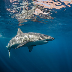 Naklejka premium Great White Shark in blue ocean. Underwater photography. Predator hunting near water surface.
