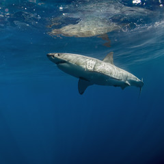 Fototapeta premium Great White Shark in blue ocean. Underwater photography. Predator hunting near water surface.