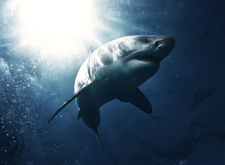 Naklejka premium Great White Shark in blue ocean. Underwater photography. Predator hunting near water surface.