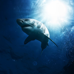 Naklejka premium Great White Shark in blue ocean. Underwater photography. Predator hunting near water surface.