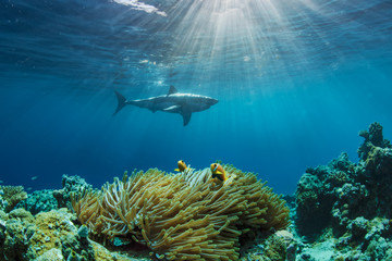 Fototapeta premium Great White Shark in blue ocean. Underwater photography. Predator hunting near water surface.