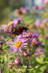 Vanessa Atalanta butterfly sitting on a flower purple daisy.