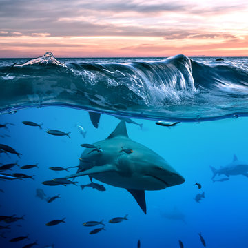 Shark Under Water Line Below A Wave In Blue Ocean Underwater