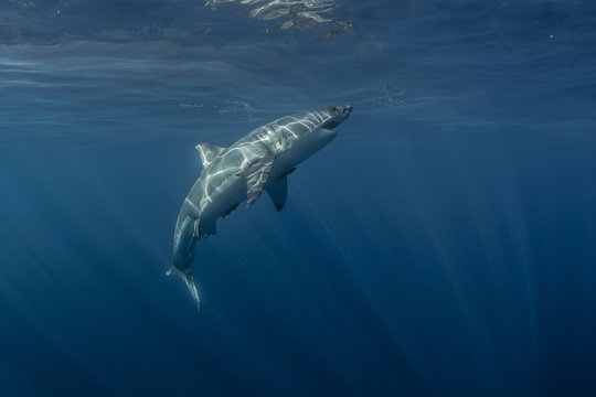 Great White Shark underwater in deep blue