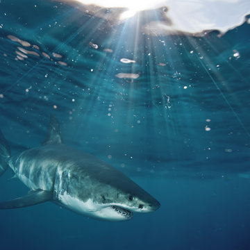 Great White Shark in blue ocean. Underwater photography. Predator hunting near water surface.
