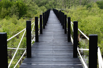 Fototapeta na wymiar Wooden bridge of walkways in mangrove forest with green leaves.