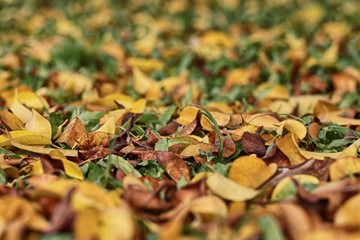 Yellow and brown leaves on the lawn in autumn.