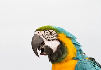 Fotobehang Portrait of colorful Scarlet Macaw parrot © pichit1422