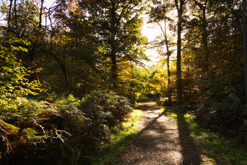Woodland scene with yellow and brown autumn leaves