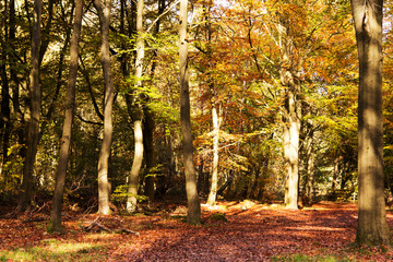 Woodland scene with yellow and brown autumn leaves