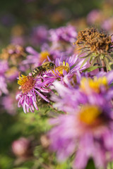 A bee pollinating a purple daisy flowers.
