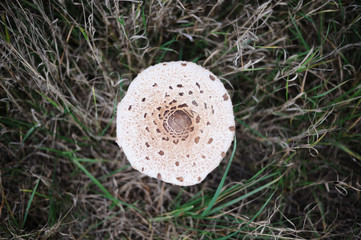 Parasol Speisepilz in der Wiese im Herbst