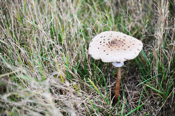 Parasol Speisepilz in der Wiese im Herbst