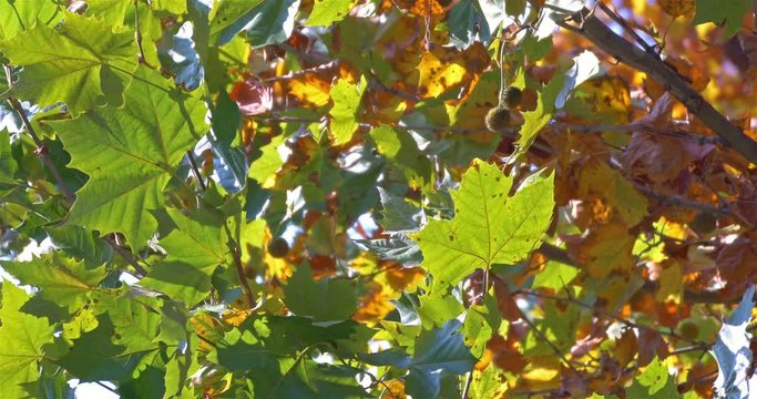 Golden Tree Leaves In Autumn