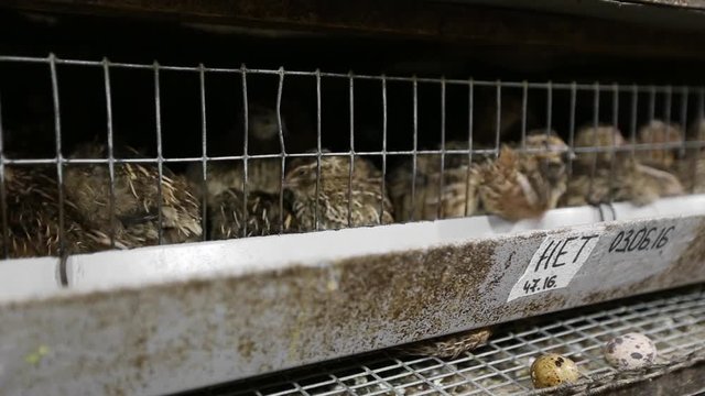 group of quails in cage