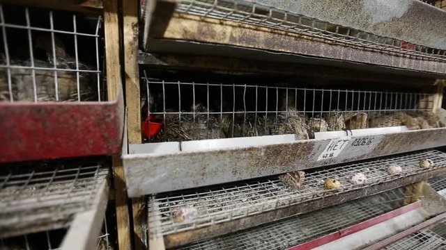 quail farm