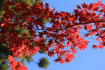 青空ｔ紅葉