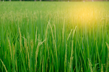 green paddy rice. Green ear of rice in paddy rice field under sunrise, Blur Paddy rice field background