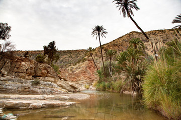 Fototapeta na wymiar Oasis sur la route d'Immouzer - Maroc