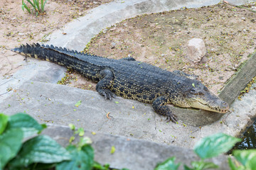 Crocodile