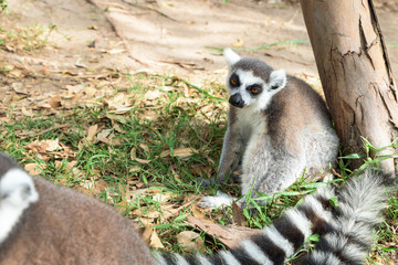 Lemur