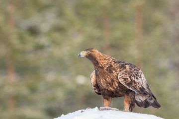 Portrait of a golden eagle