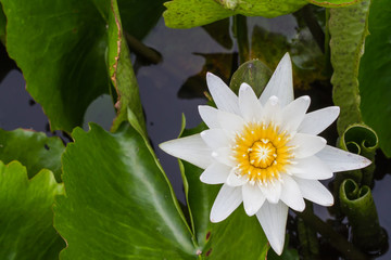 Lotus flower 