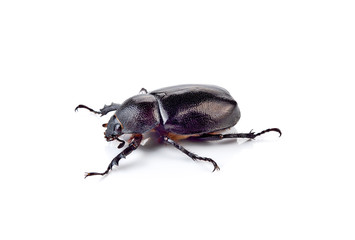 Naklejka premium Beetle,Rhinoceros beetle, Rhino beetle, Hercules beetle, Unicorn