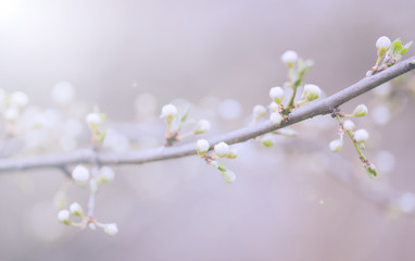 Tree flower blossoms