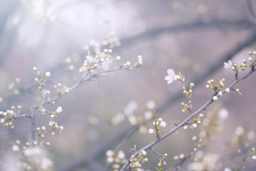 Tree flower blossom