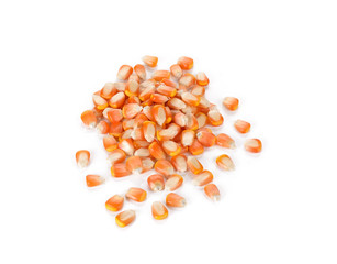 Dried corn used for making popcorn, isolated on white
