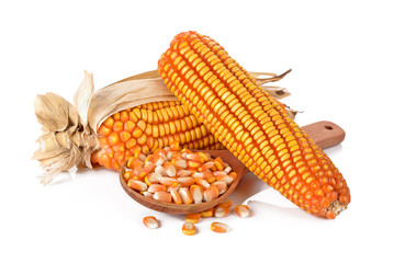 Dried corn seed on white background