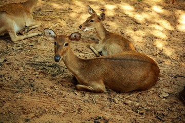 Deer laying down under shade look happy