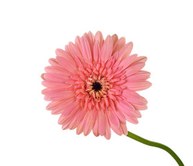 pink gerber flower isolated on white background