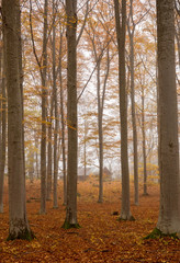 Foggy autumnal scene of tree landscape