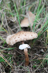 Parasol Speisepilz in der Wiese im Herbst