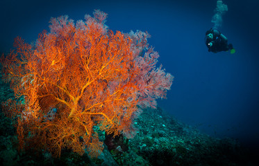 Fototapeta na wymiar Woman diver approaches Gorgonian fan coral (Gorgonacea) on Gili Air, Lombok, Indonesia