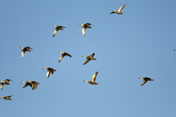 Flying spot billed duck.