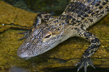 American Alligator