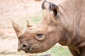 rhinoceros enjoying on green grassy meadow © digidreamgrafix