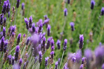 Obraz premium Kwiaty lawendy w Stellenbosh, Kapsztad, RPA.